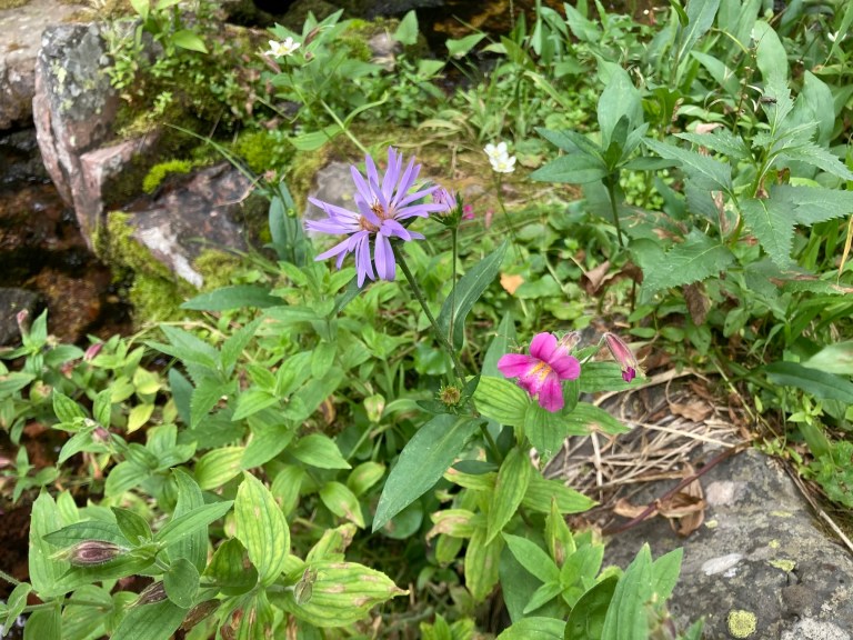 Mount Rowe (via Northeast Ridge) – Hiking With Par